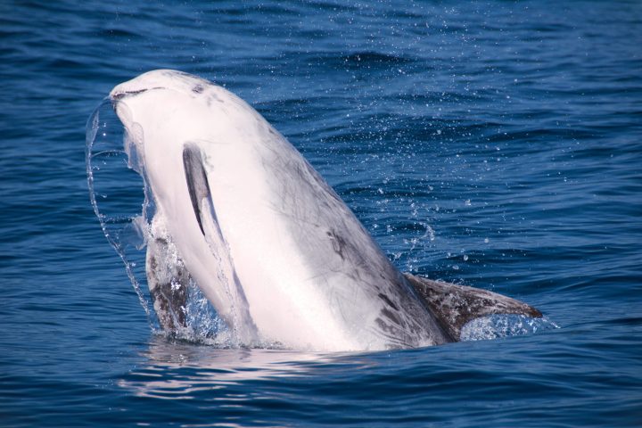 a risso dolphin jumping out of the water