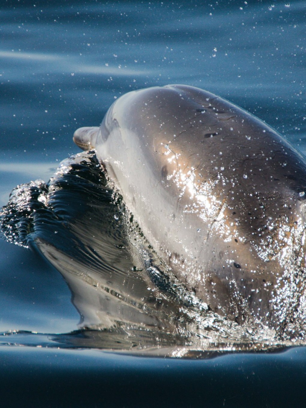 a dolphin jumping out of the water