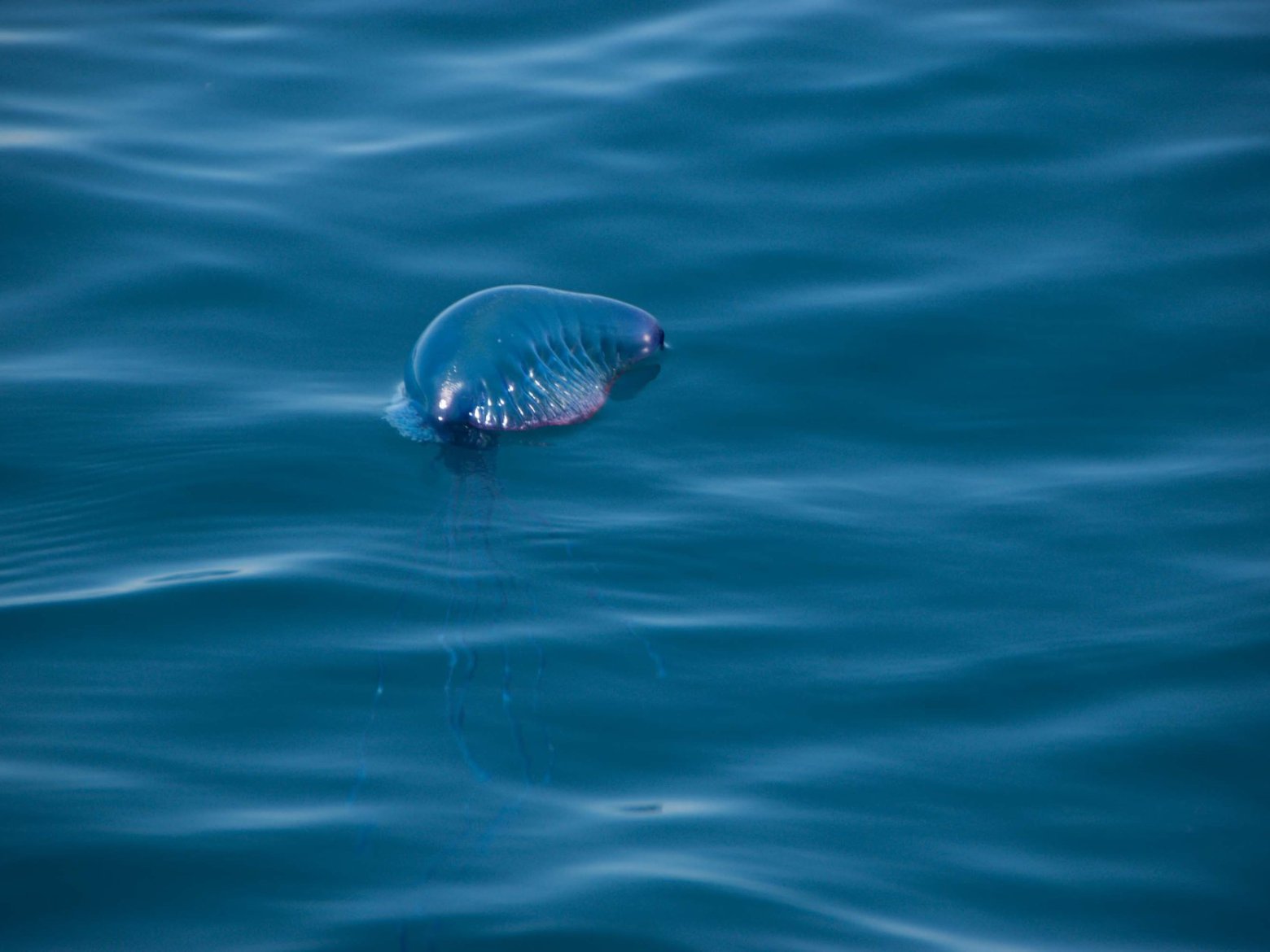 a portuguese man o' war floating on a body of water