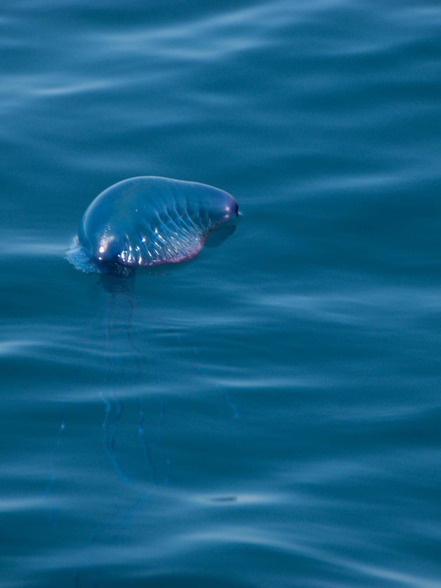 a portuguese man o' war floating on a body of water