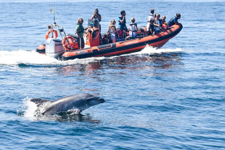 a group of people on a boat in the water with a bottlenose dolphin