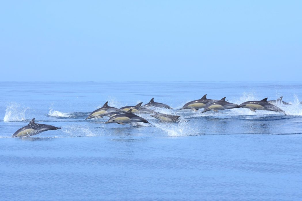 Dolphin Watching - Sagres, Portugal | Mar Ilimitado