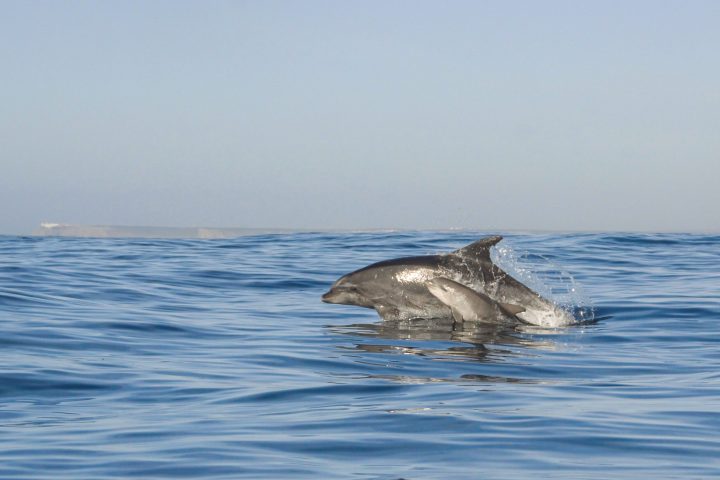 pair of mother bottlenose dolphin with her calf