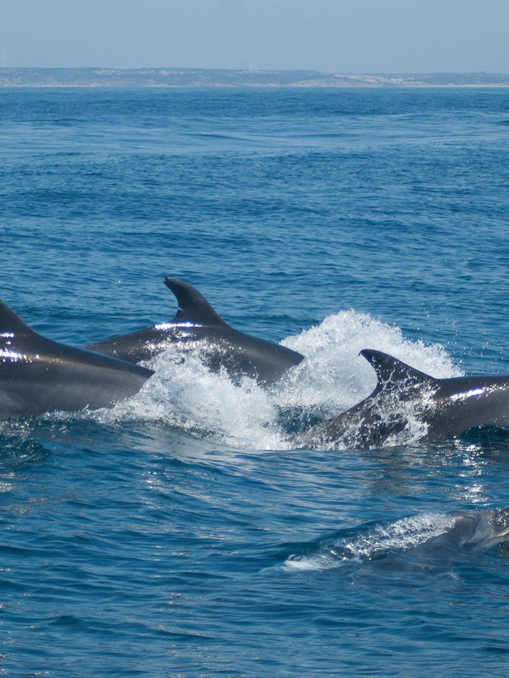 a pod of dolphins jumping out from the water