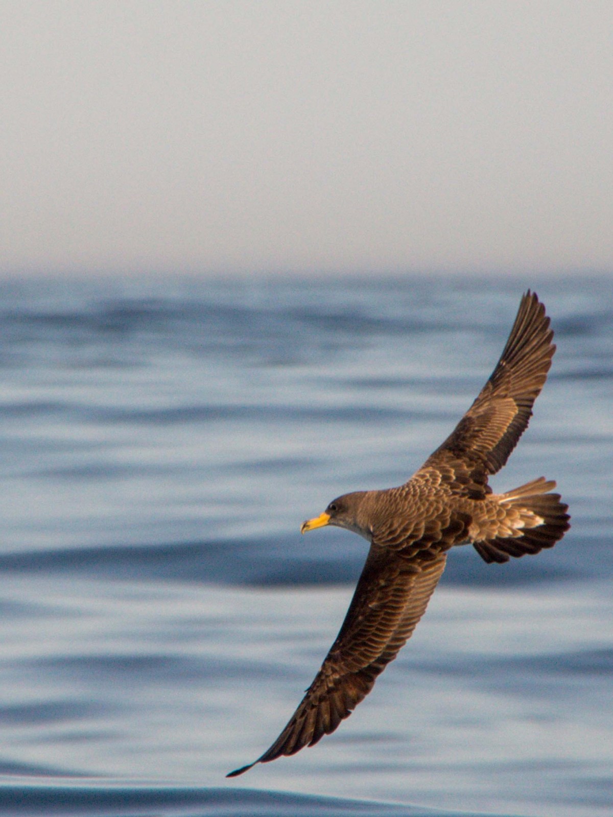 a bird flying over a body of water