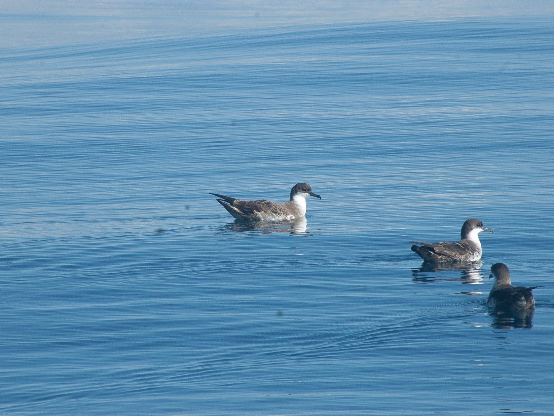 a flock of seagulls are swimming in a body of water