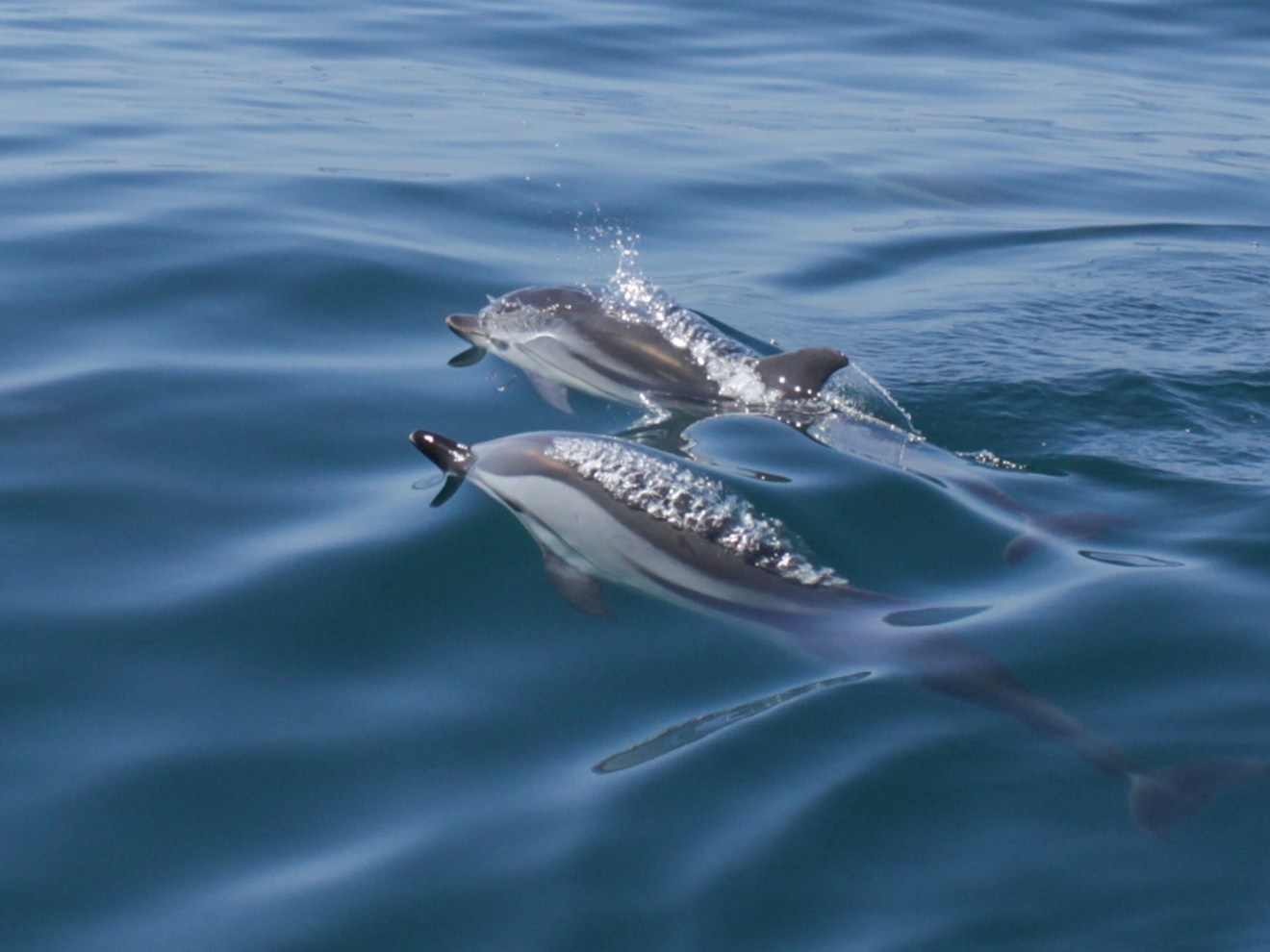 a pair of dolphins on a body of water