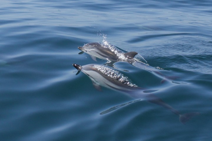 a pair of dolphins on a body of water