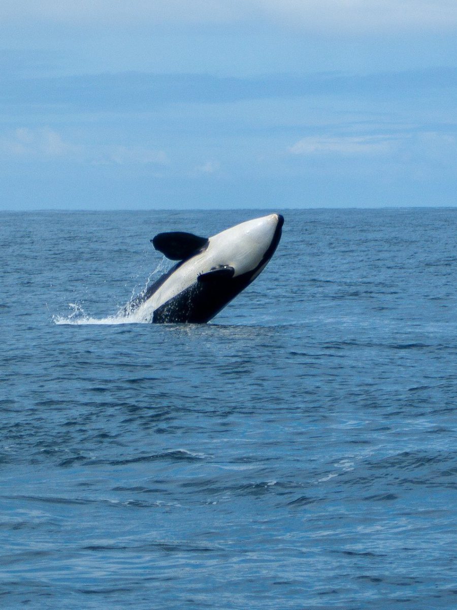an orca flying jumping from a body of water