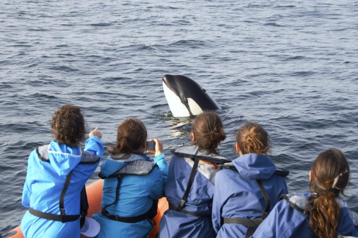 a group of people on a RIB watching an orca