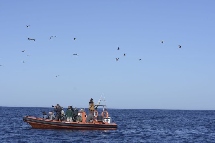 a group of people on a boat in the water watching seabirds