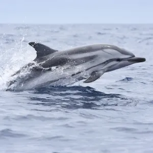 a striped dolphin jumping out of the water