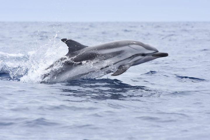 a striped dolphin jumping out of the water