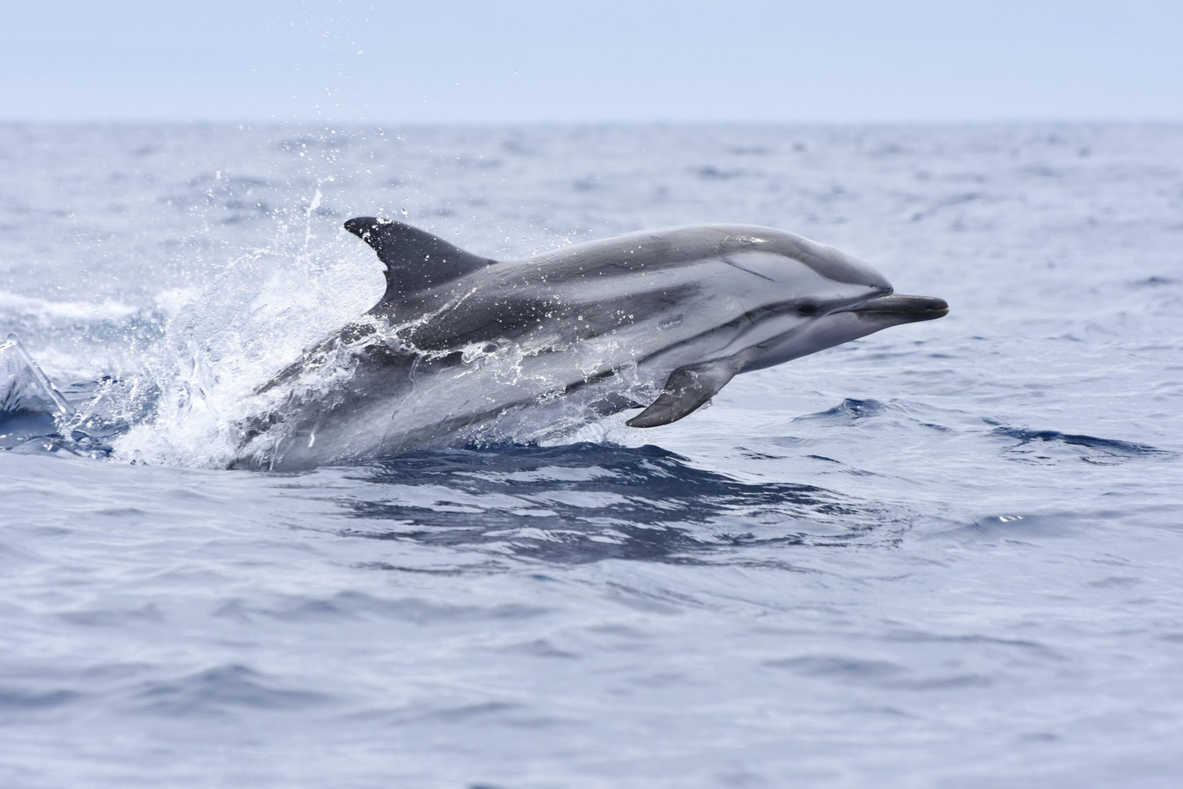 a striped dolphin jumping out of the water