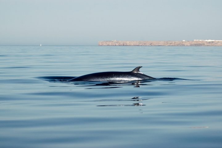 a minke whale surfacing