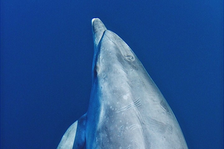 a close up of a dolphin underwater