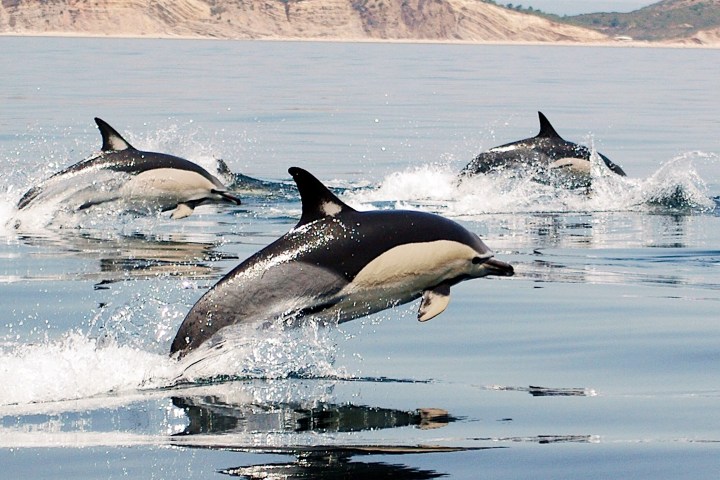 a pod of dolphins jumping from a body of water