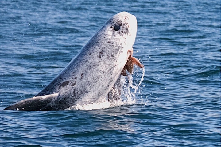 a whale jumping out of the water