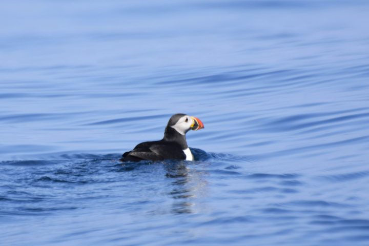 a duck floating in a body of water