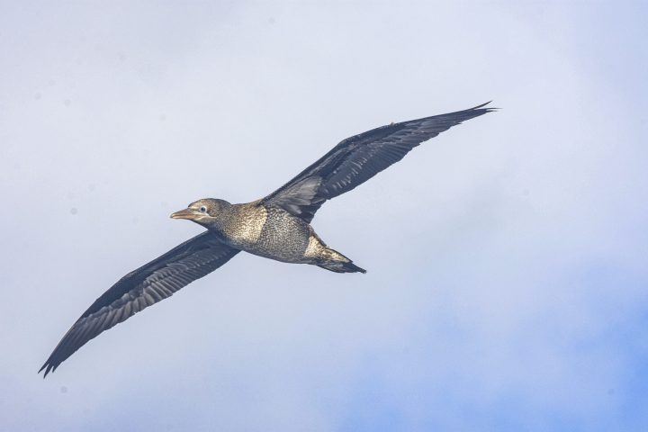a bird flying in the air