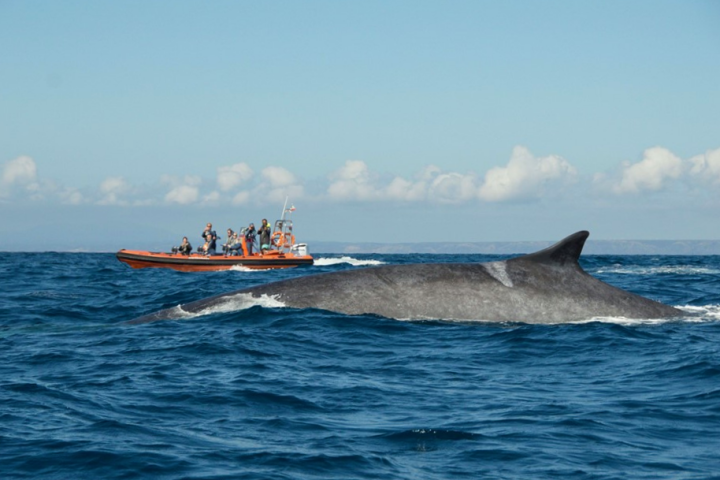 Fin whale next to a RIB