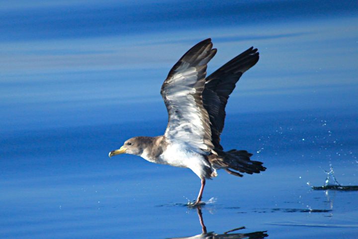 a bird flying over a body of water