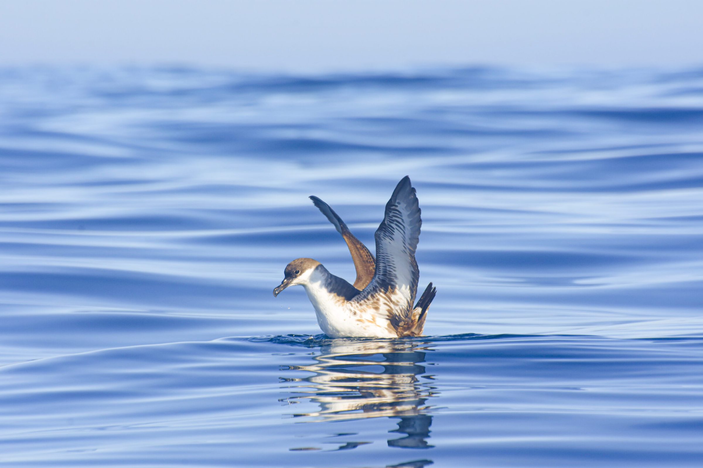 a bird flying over a body of water