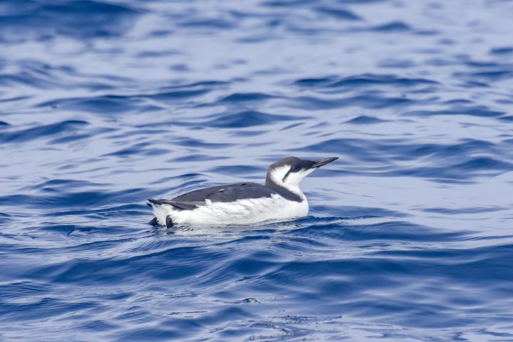 a bird flying over a body of water