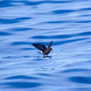 a bird flying over a body of water