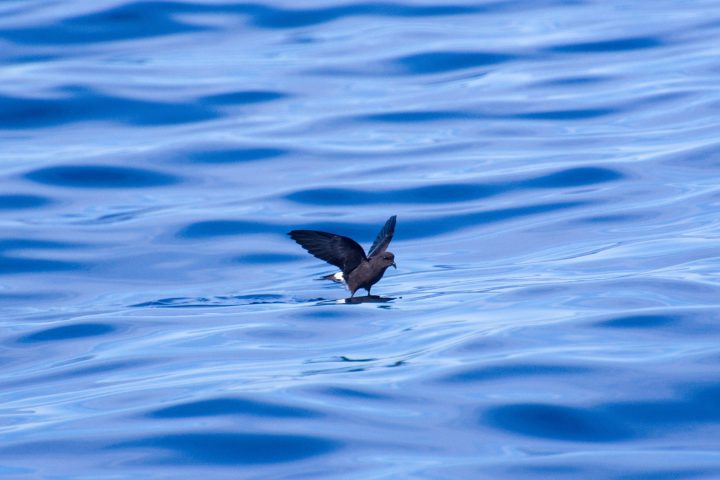 a bird flying over a body of water