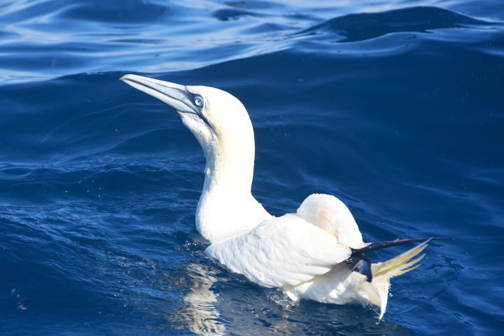 a bird swimming in water