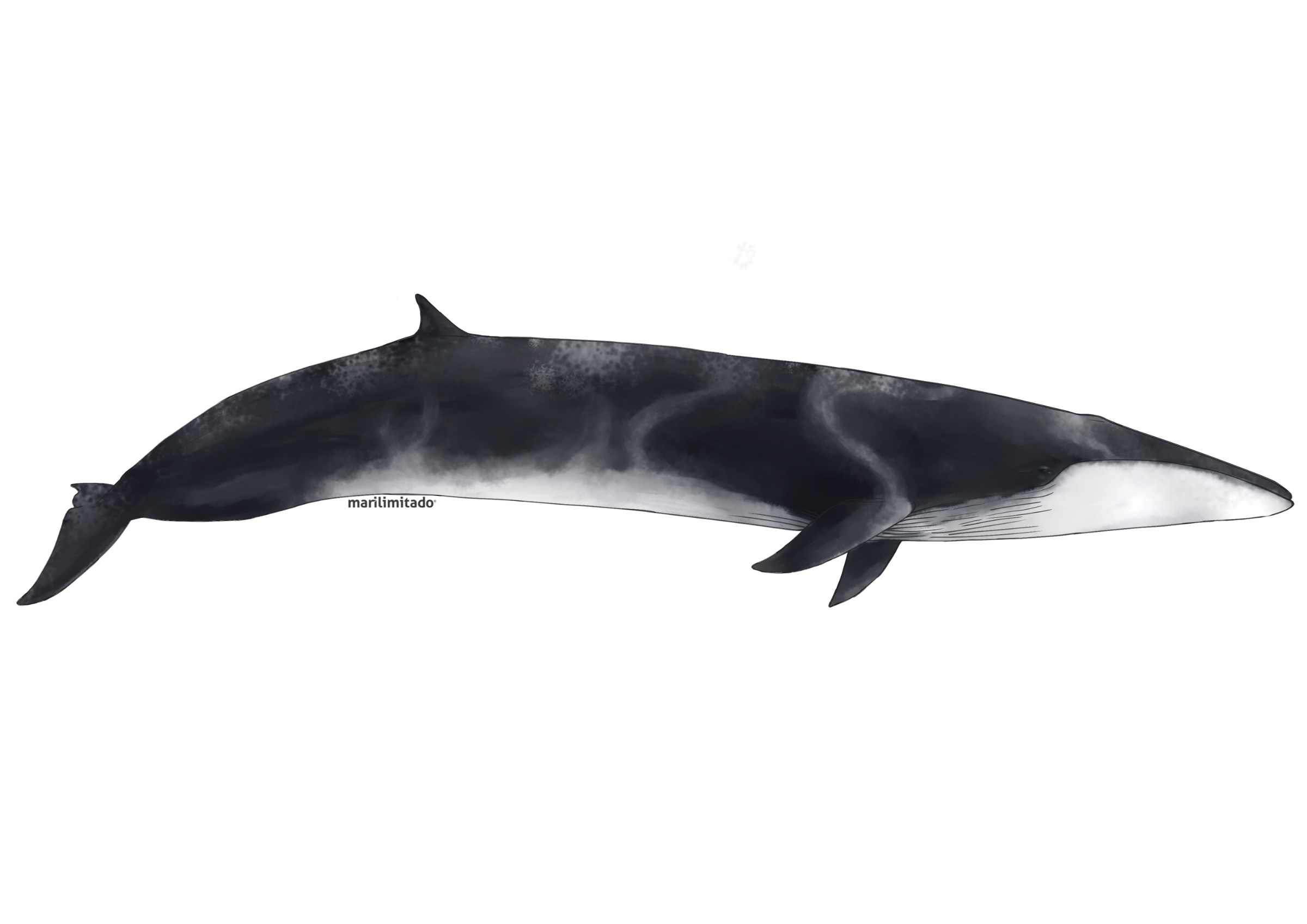a scientific drawing of a fin whale