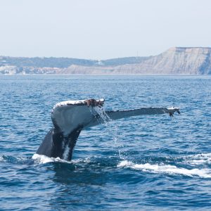 a whale jumping out of the water