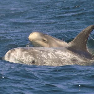 a dolphin jumping out of the water