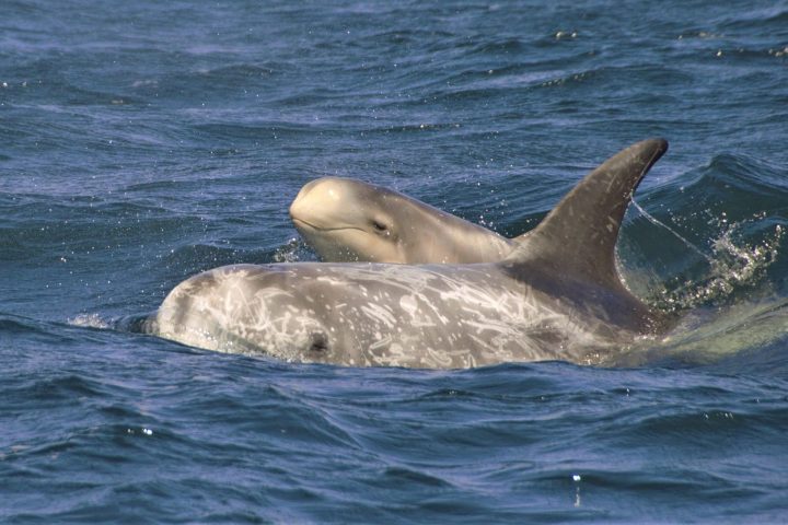 a dolphin jumping out of the water