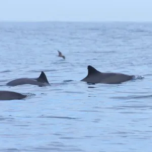 a whale swimming in a body of water