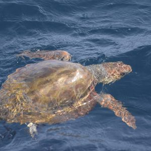 a turtle swimming under water