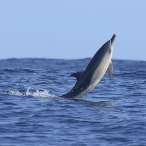 a whale jumping out of the water