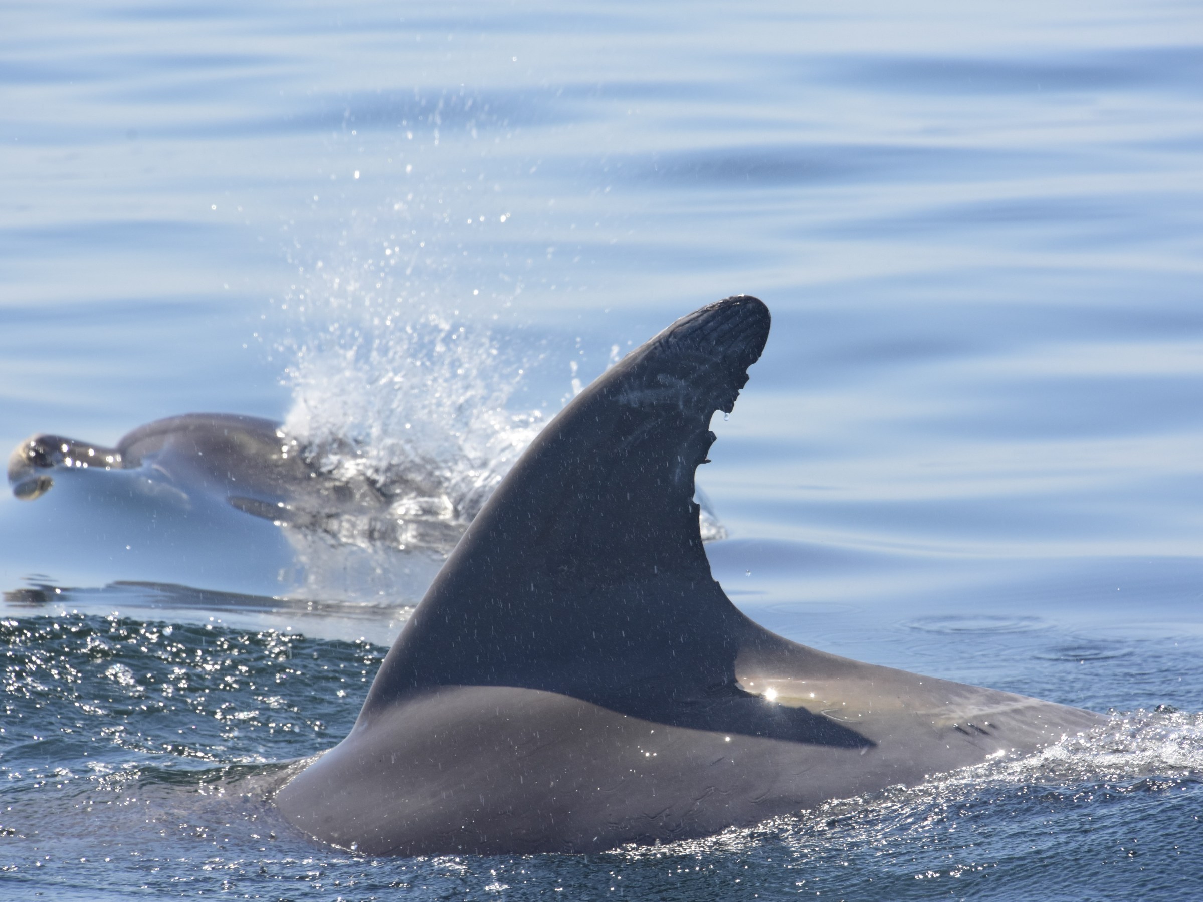 Close-up of a dolphin fin with water splash in the ocean.