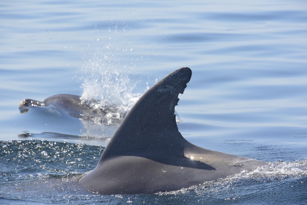 Dolphin fin close to the boat