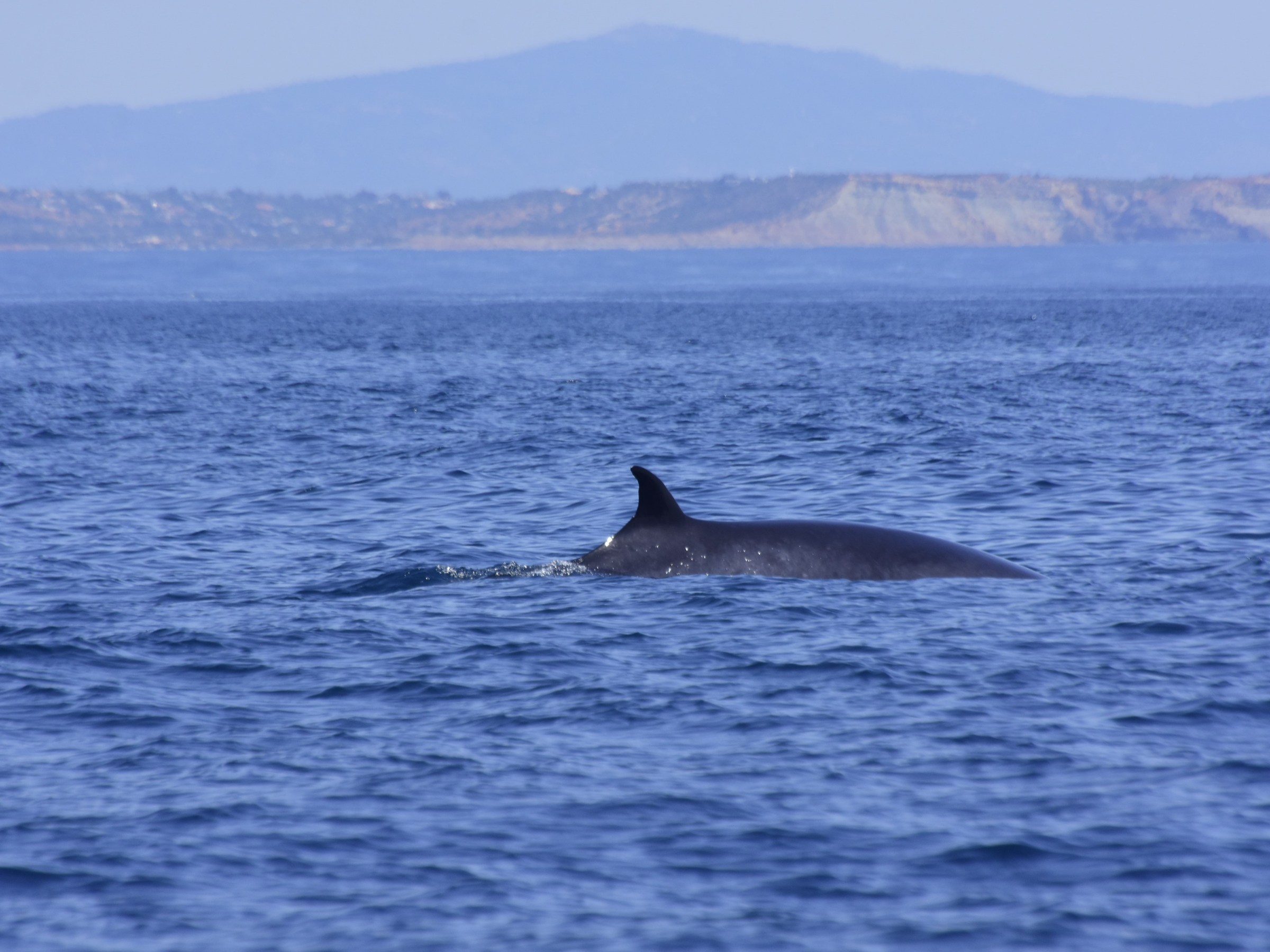 A whale's dorsal fin above water with mountains in the background.