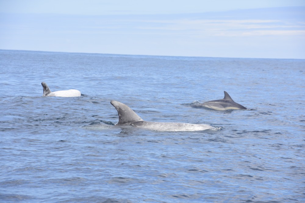 Three dolphins swimming
