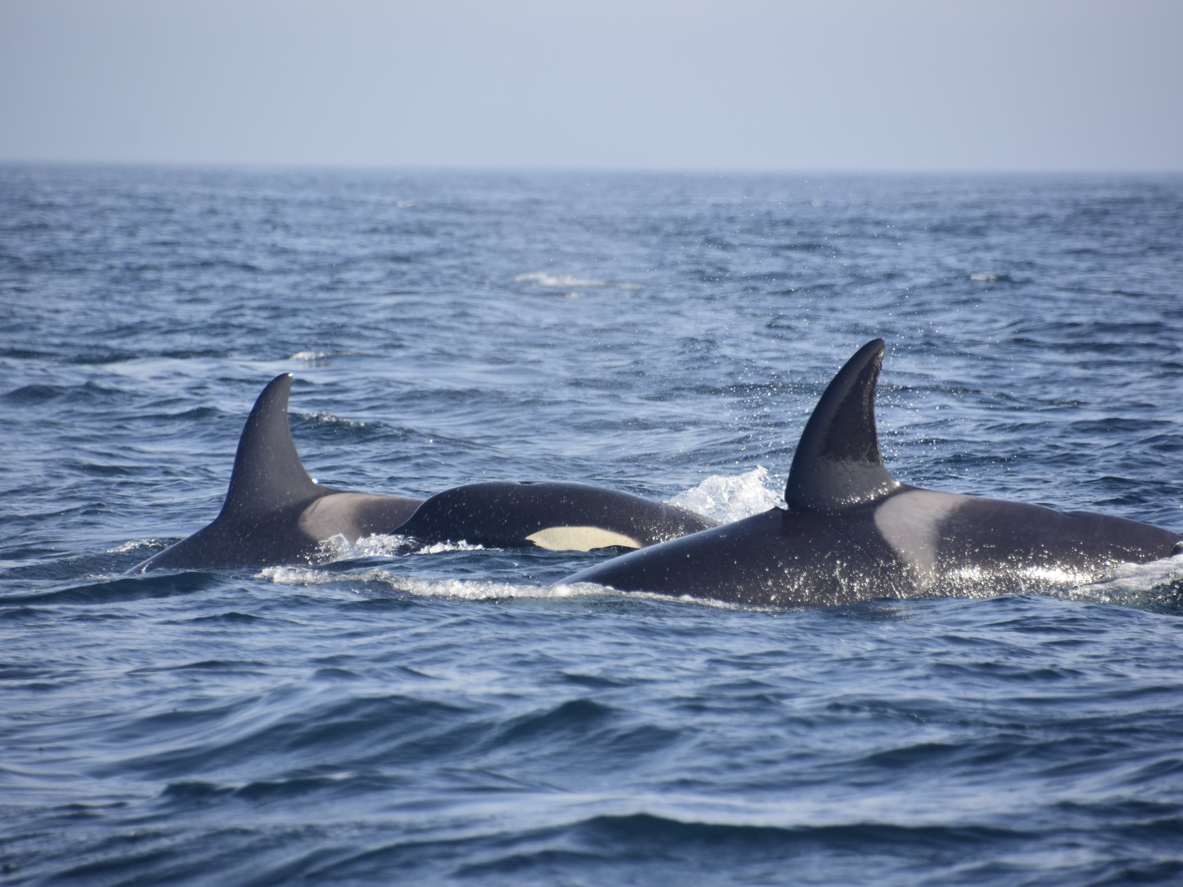 Three orcas swimming together with dorsal fins above water.