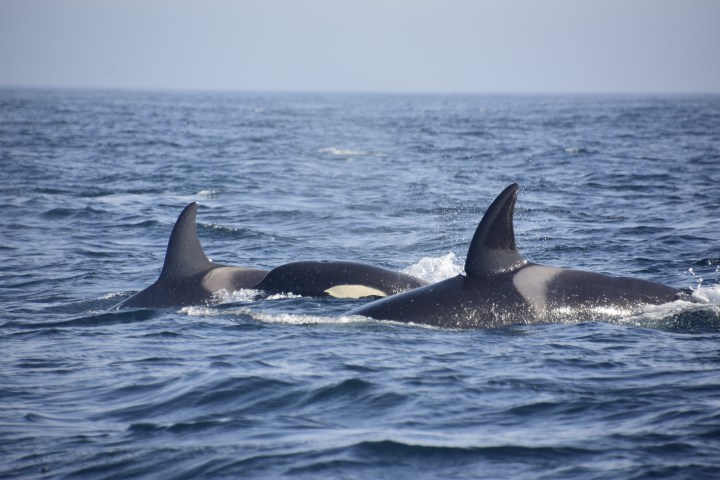 Three orcas swimming together with dorsal fins above water.