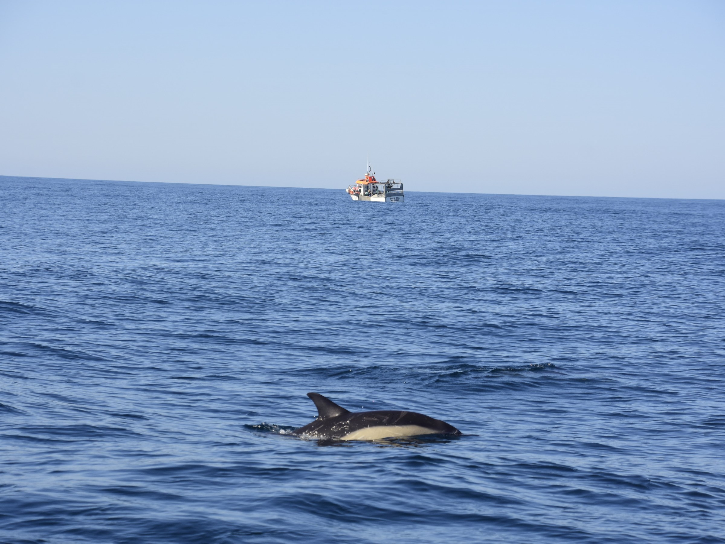 Dolphin swimming in the ocean with a boat in the distance under a clear sky.
