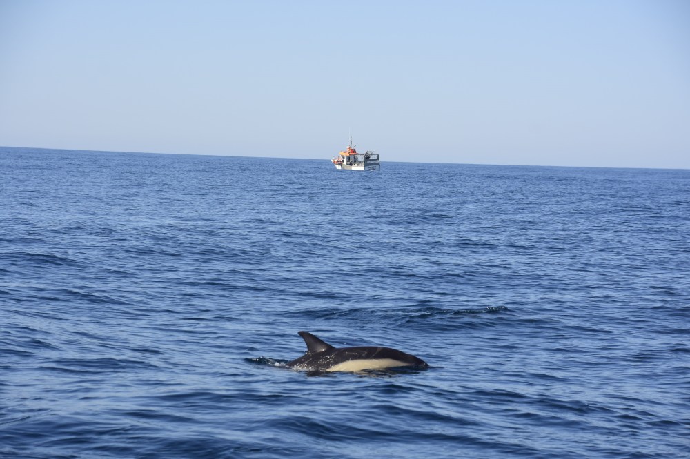 Dolphin swimming near a boat