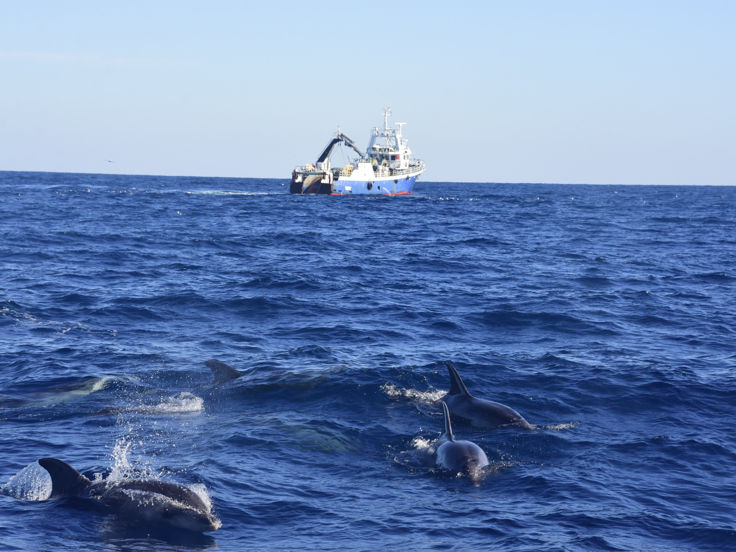 Dolphins swimming in the ocean with a fishing boat in the background under a clear sky.