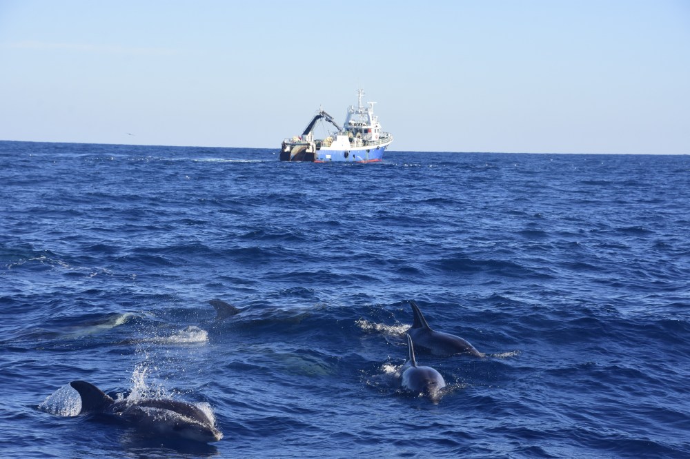 Dolphins near a boat