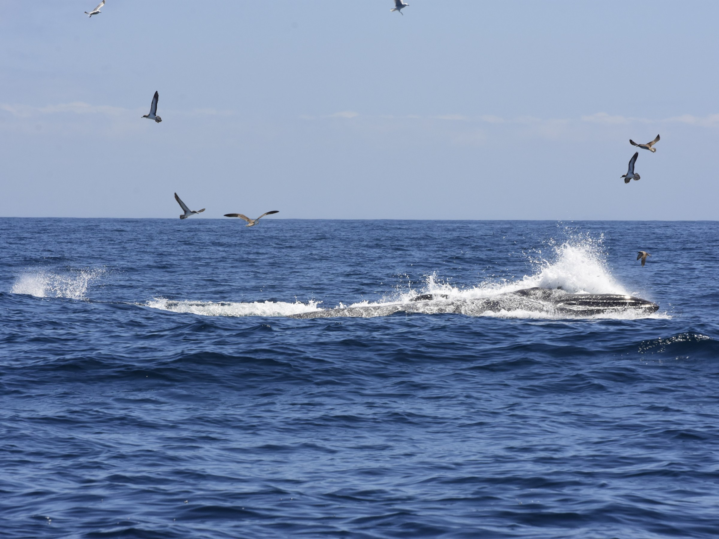 Whale surfacing in ocean with splashing water, surrounded by flying seagulls.