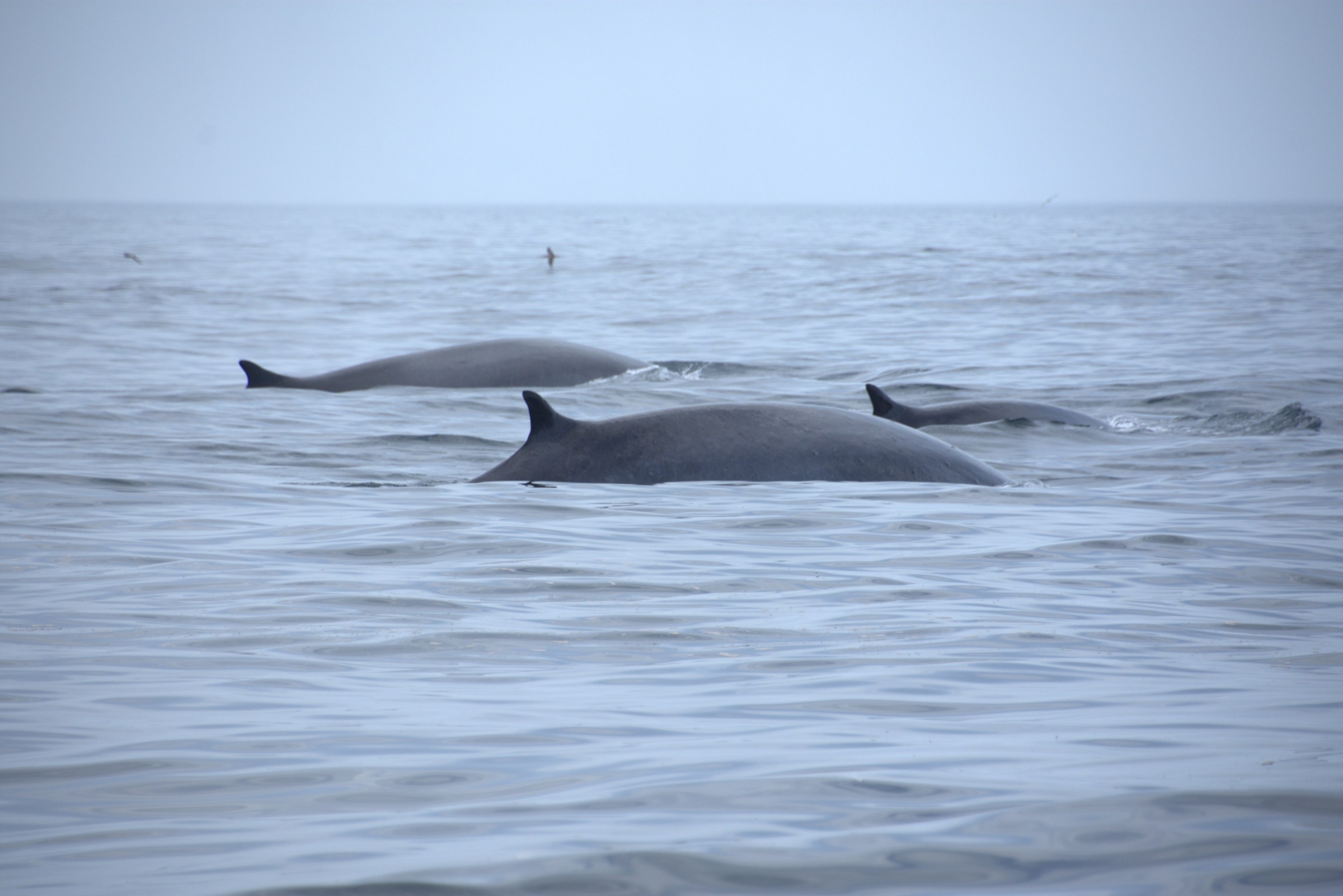 a whale swimming in a body of water
